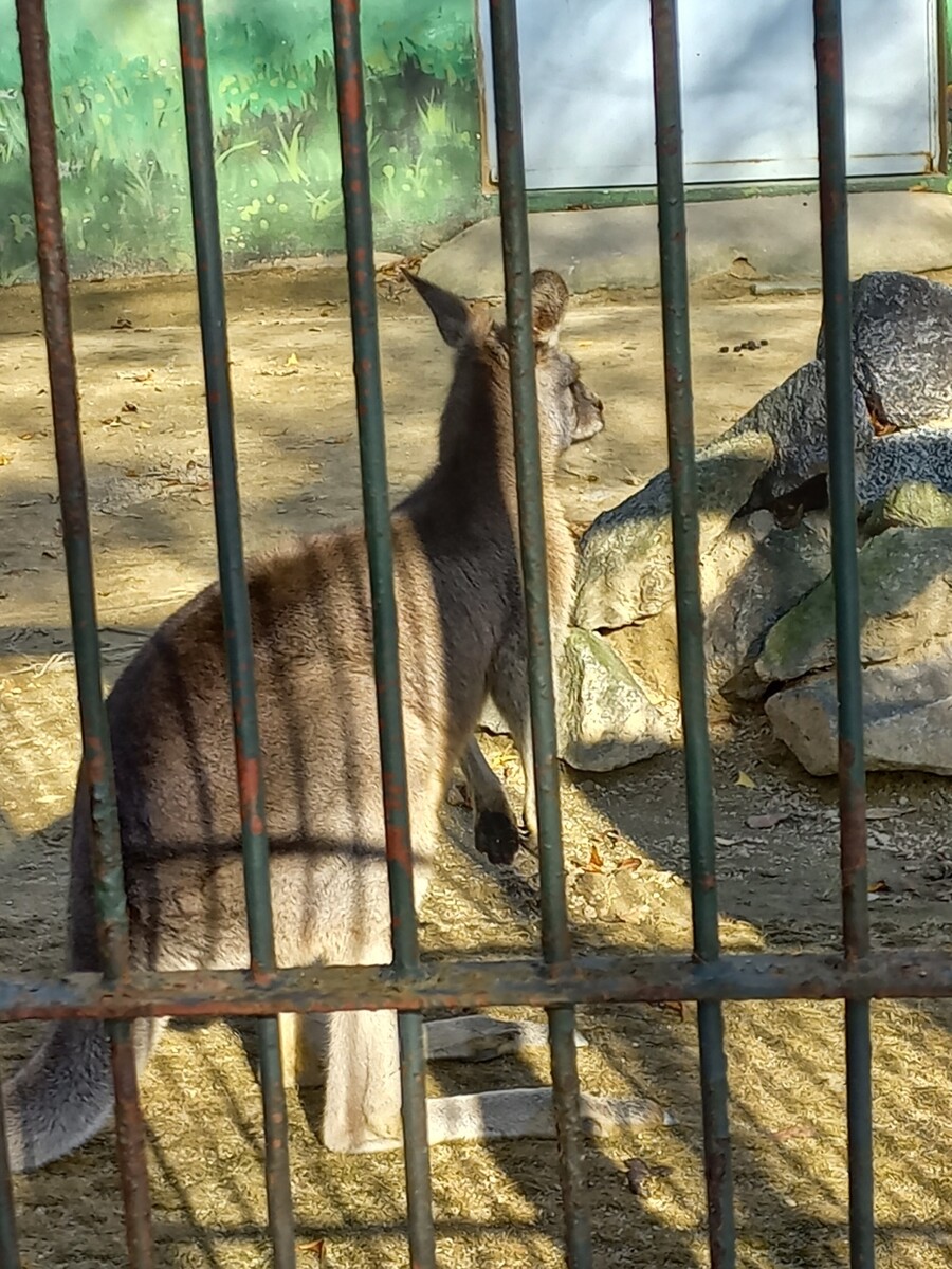 다들! 주토피아 좋아해?_7.jpg