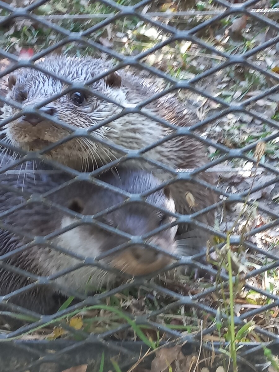 다들! 주토피아 좋아해?_10.jpg