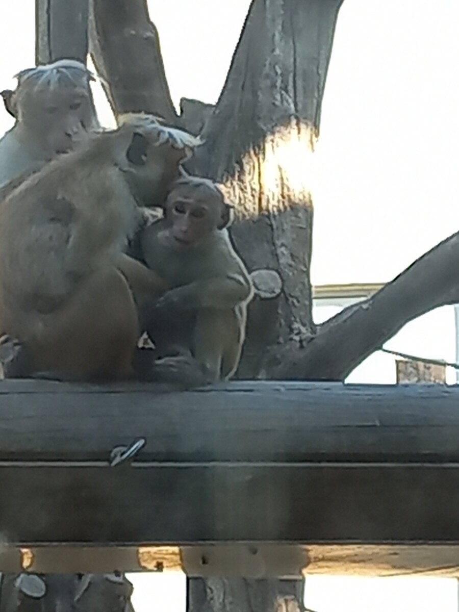 다들! 주토피아 좋아해?_16.jpg