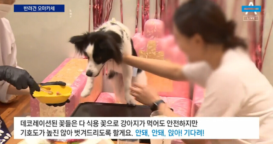 (오마카세) 오마카세 요즘 근황.JPG_4.png