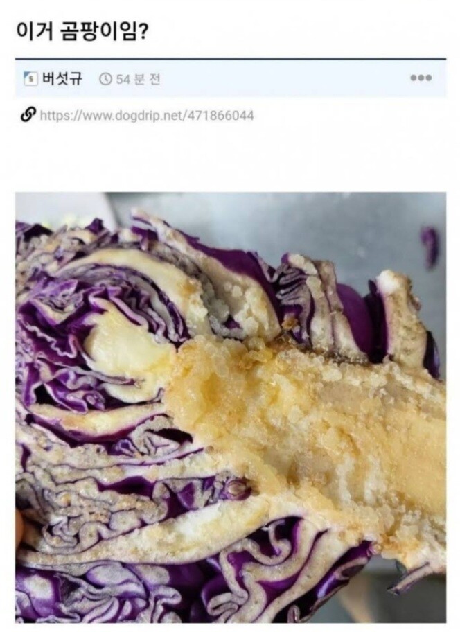 음식에 곰팡이났는데 깨끗이 씻어먹으면 괜찮겠지?_1.jpg