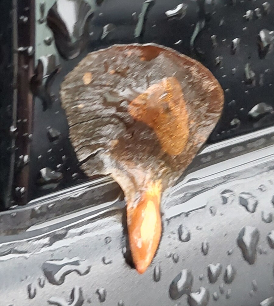 해병-씨앗호떡 보고가_1.jpg