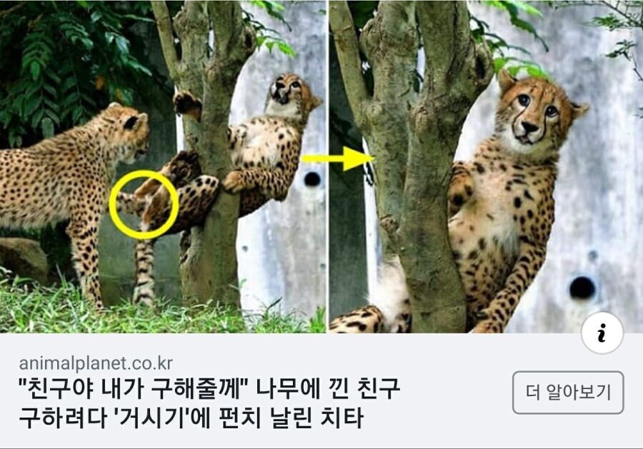 인터넷에서 유명한 "치타 짤"의 진실_1.jpg