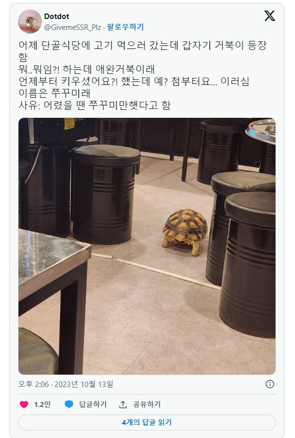 단골 식당에 거북이 등장.JPG_1.jpg