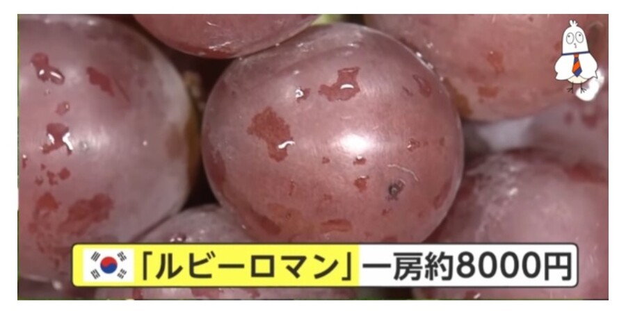 샤인머스켓에 이은 일본의 뻘짓_8.jpg