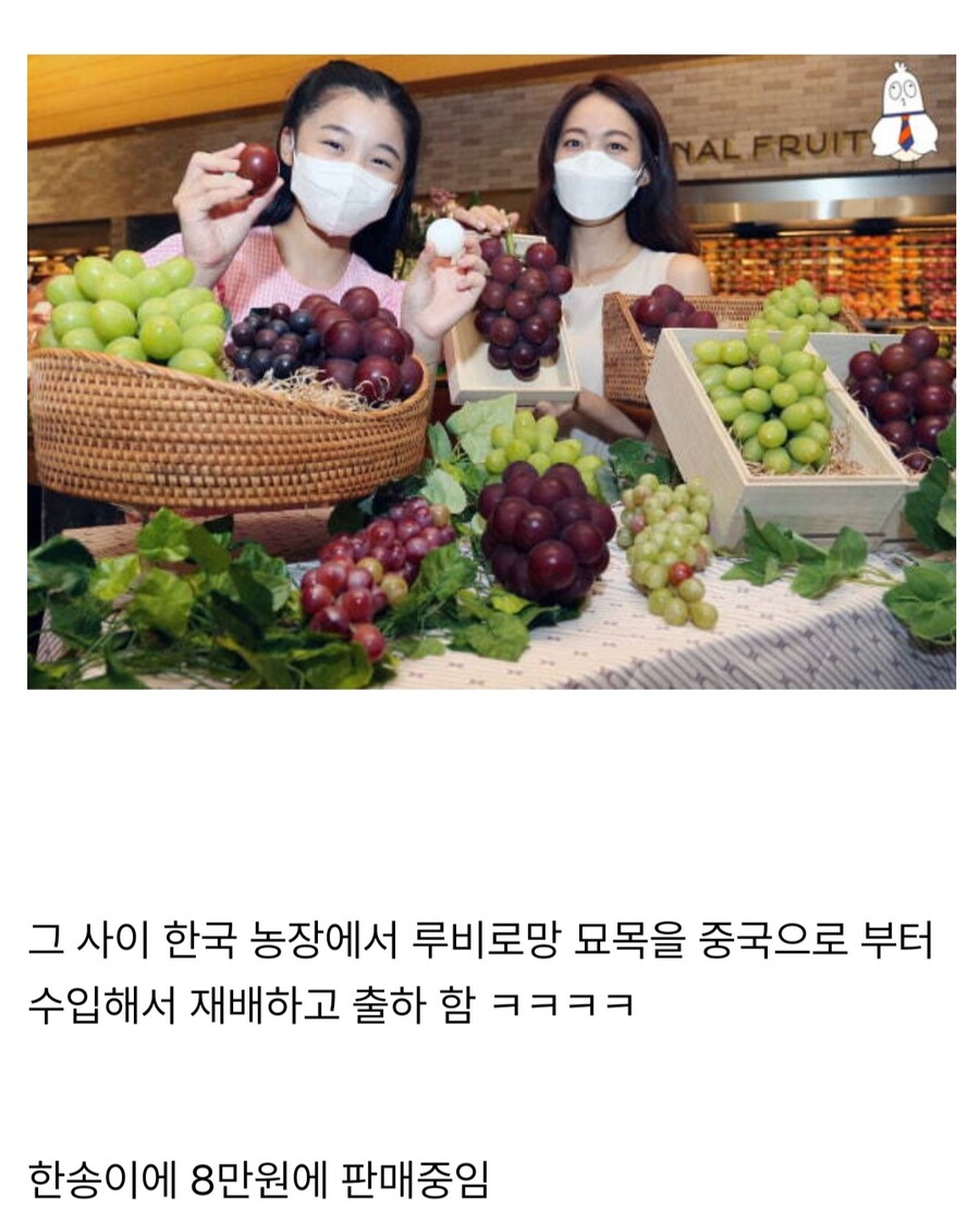 샤인머스켓에 이은 일본의 뻘짓_9.jpg