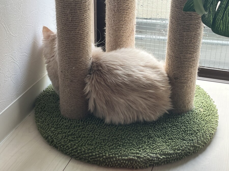 털뭉치 보고가세요_1.jpg