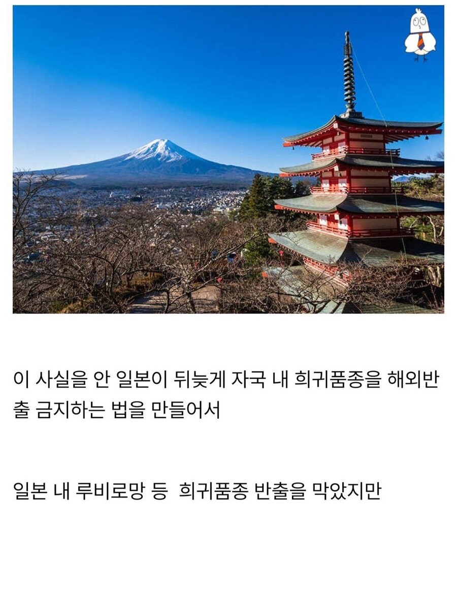 샤인머스켓에 이은 일본의 뻘짓.jpg_6.jpg