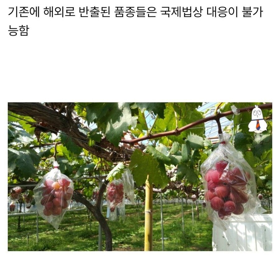 샤인머스켓에 이은 일본의 뻘짓.jpg_7.jpg