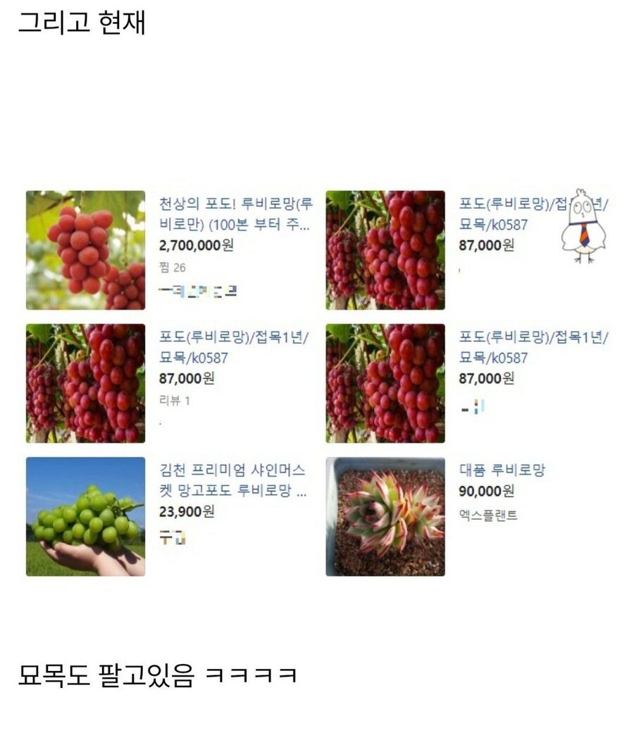 샤인머스켓에 이은 일본의 뻘짓.jpg_10.jpg