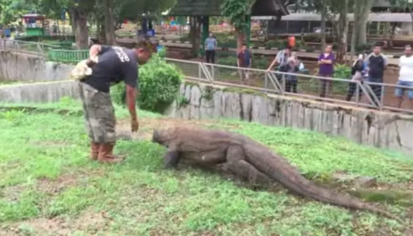 인도네시아 정부가 길냥이를 방치하는 이유_4.webp