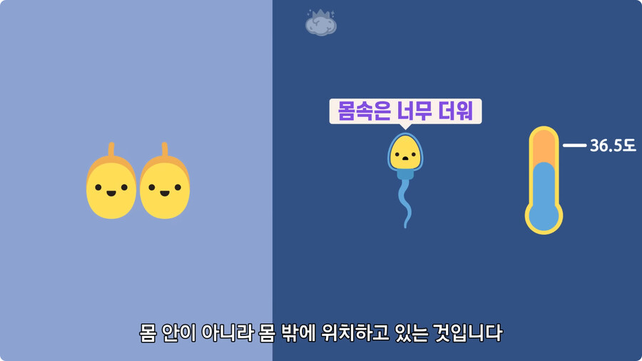 고환을 맞으면 많이 아픈 이유.jpg_28.jpg