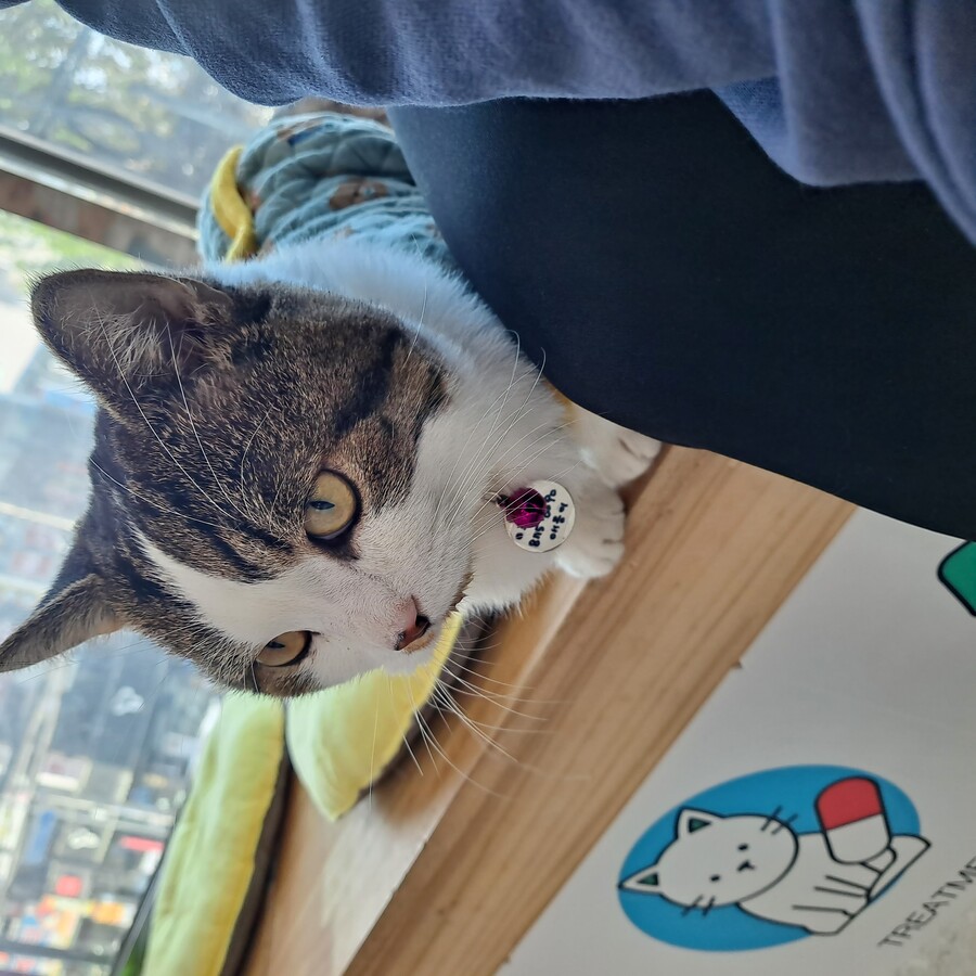 동물병원 고양이 보구 자라._6.jpg