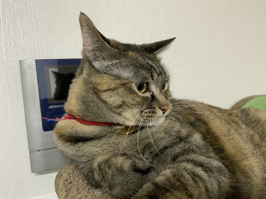 모닝 뚱돼지_10.jpg