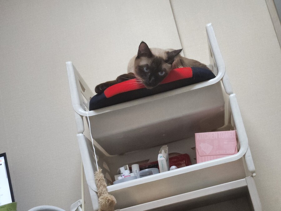 아기냥이는 진짜 쑥쑥 자라더라~~~~_24.jpg