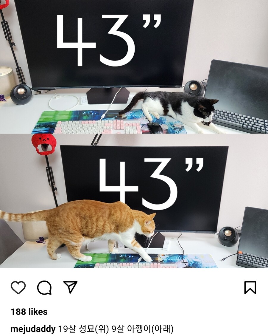 좀 큰 고양이를 키우는 디시인_2.jpg