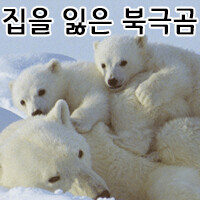 과거와 현재의 이미지가 상반되는 동물.jpg_6.jpg