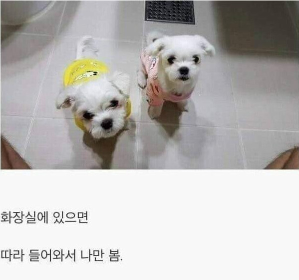 댕댕이를 키워야하는 이유.jpg_2.png