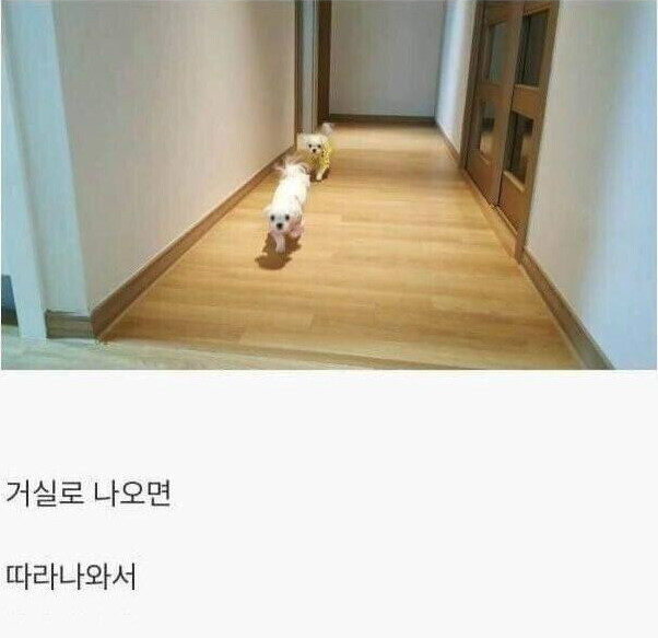 댕댕이를 키워야하는 이유.jpg_5.png