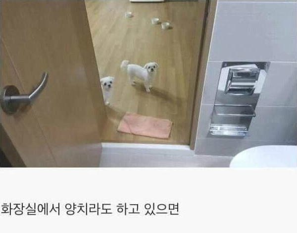댕댕이를 키워야하는 이유.jpg_8.png