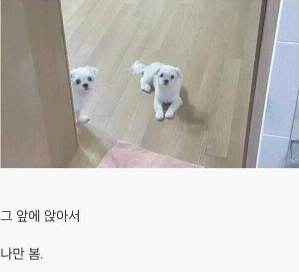 댕댕이를 키워야하는 이유.jpg_9.png