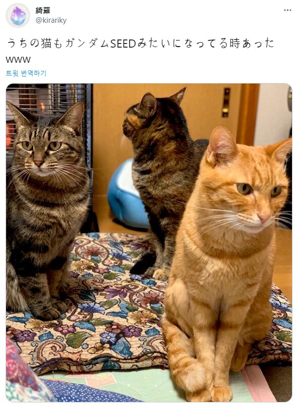 건담 시드 포즈 고양이.jpg_1.png