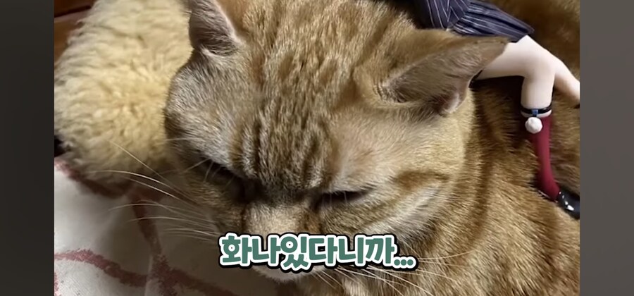 버튜버) "시구레 우이, 이곳에 앉아라" 콜렉션 모음_17.png