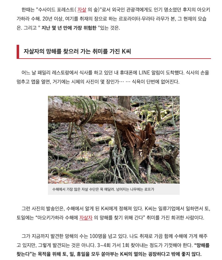 자살자 명소 아오키가하라 후지 주카이(나무숲)의 지금_4.png