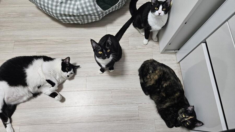 우리집 4냥이_1.png