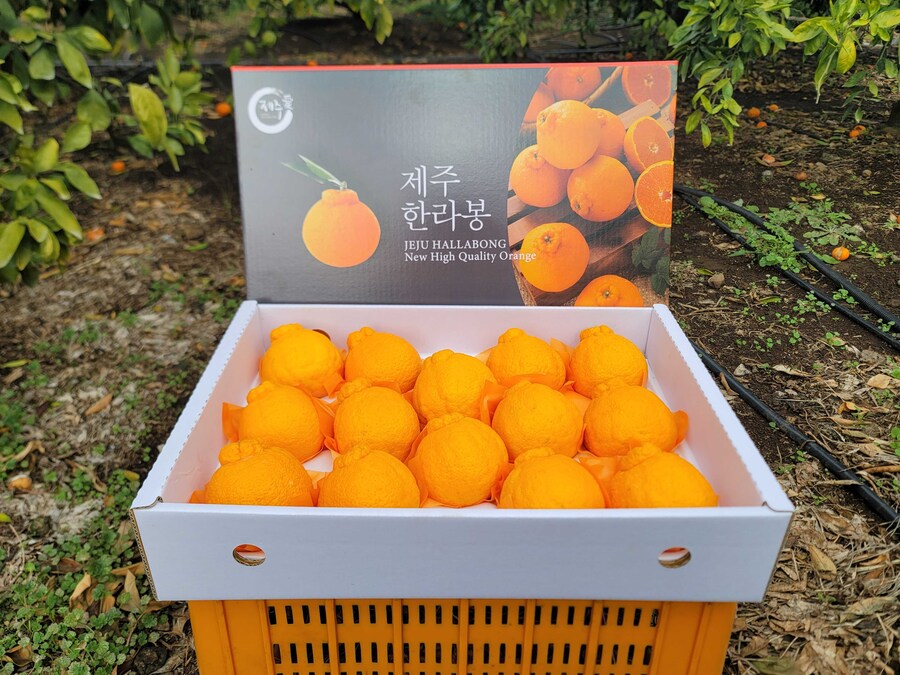 [네이버] 설 명절 선물세트(천혜향, 한라봉, 레드향) 할인 판매_3.jpg