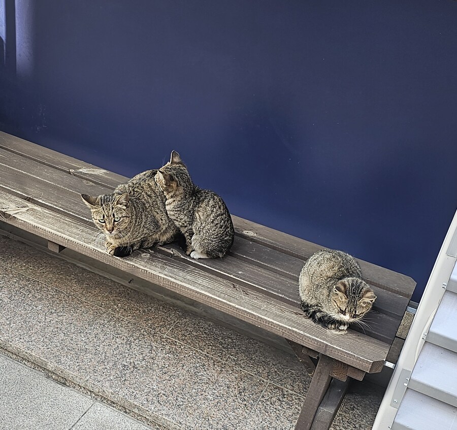 길가다 냥이 찍_1.jpg