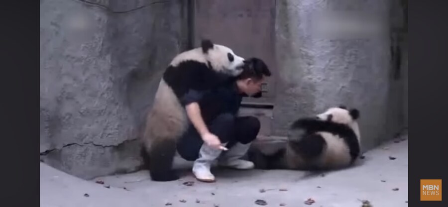 판다 약먹이기_7.png