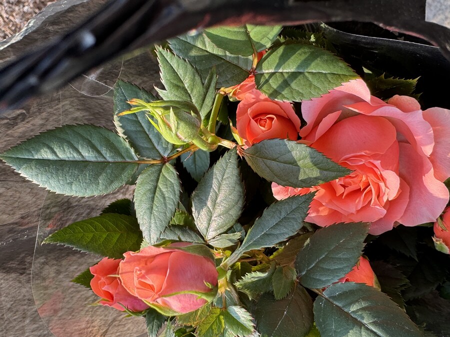 장미 무지 싸다_2.jpg