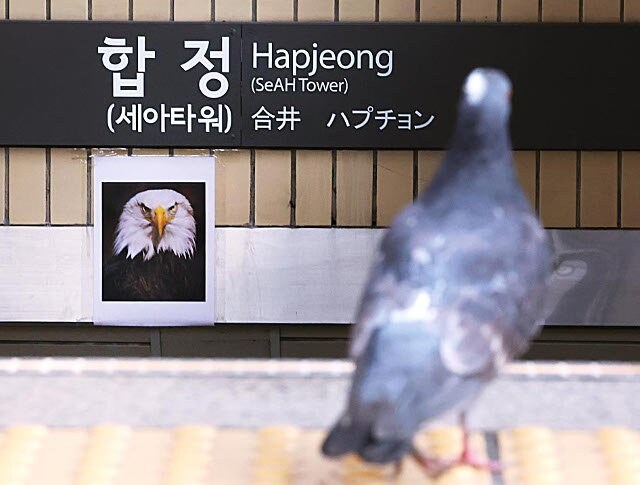 합정역 독수리 사진 근황.jpg_2.jpg