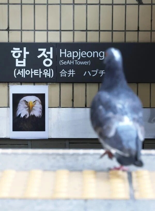 합정역 독수리 사진 근황.jpg_3.jpg