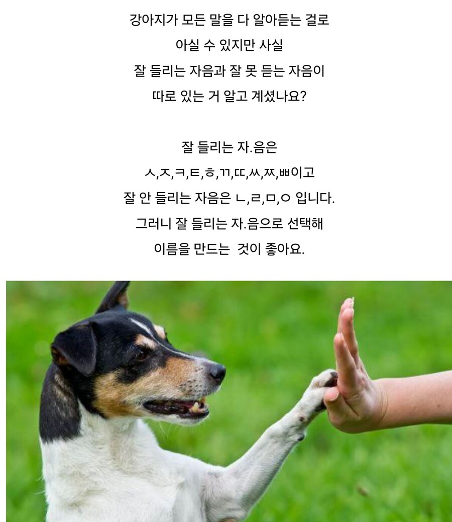 댕댕이 이름 만드는 팁.jpg_1.jpg