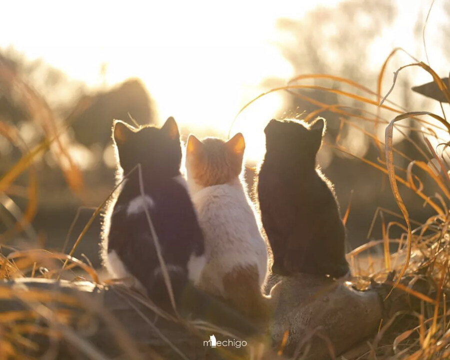 냥짤로 힐링하자!!_1.jpg