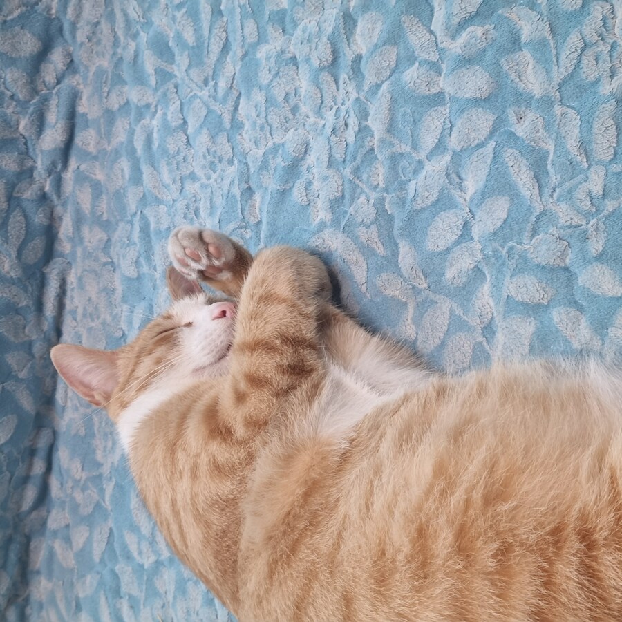 ㅈ냥이 컷!_1.jpg