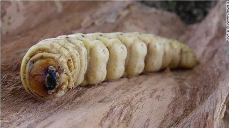 맛의달인) 유충요리_6.jpg