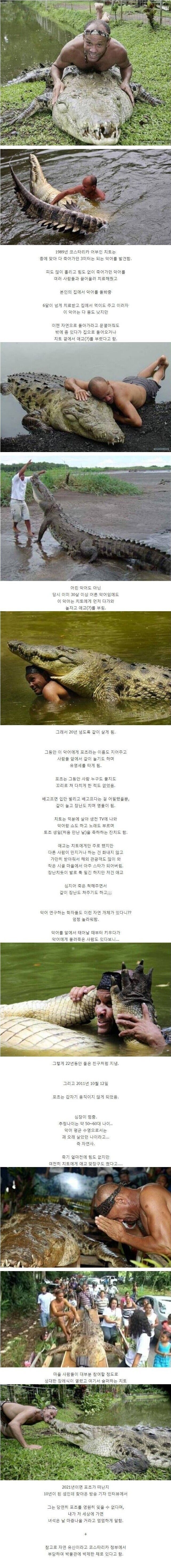 죽어가던 야생 악어를 구해준 결과.jpg_1.jpg