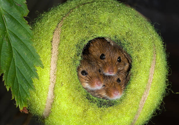 테니스공에서 사는 동물_3.jpg