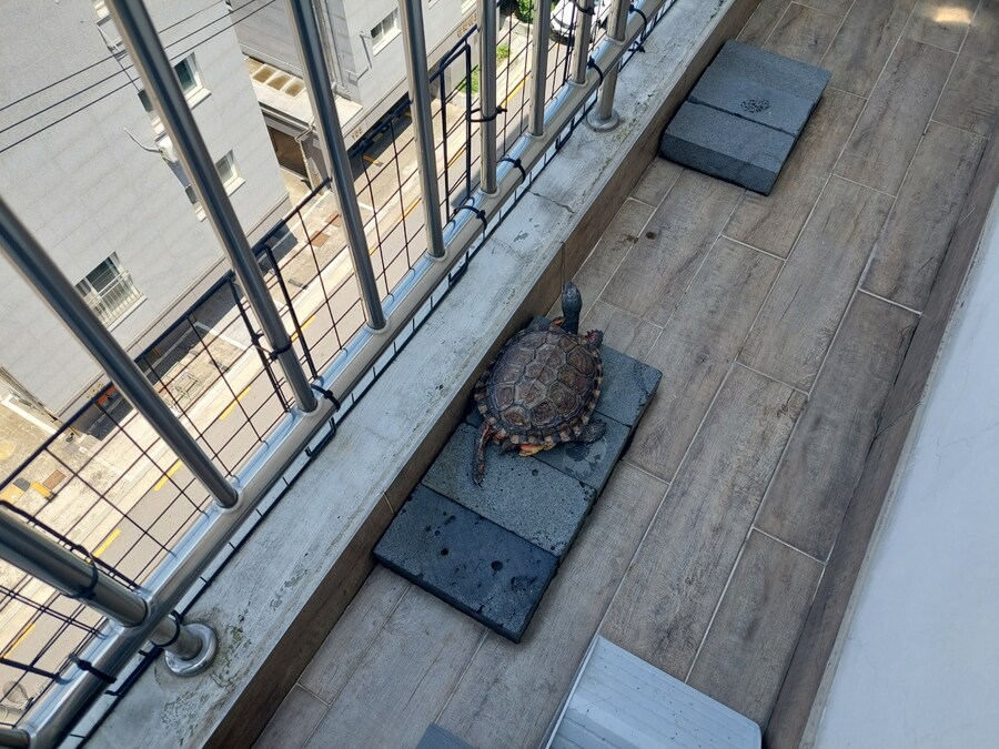 날 따뜻해지면 거북이 꺼내야지_1.jpg