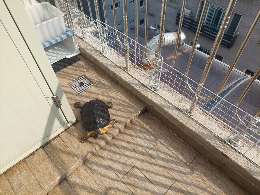 날 따뜻해지면 거북이 꺼내야지_4.jpg