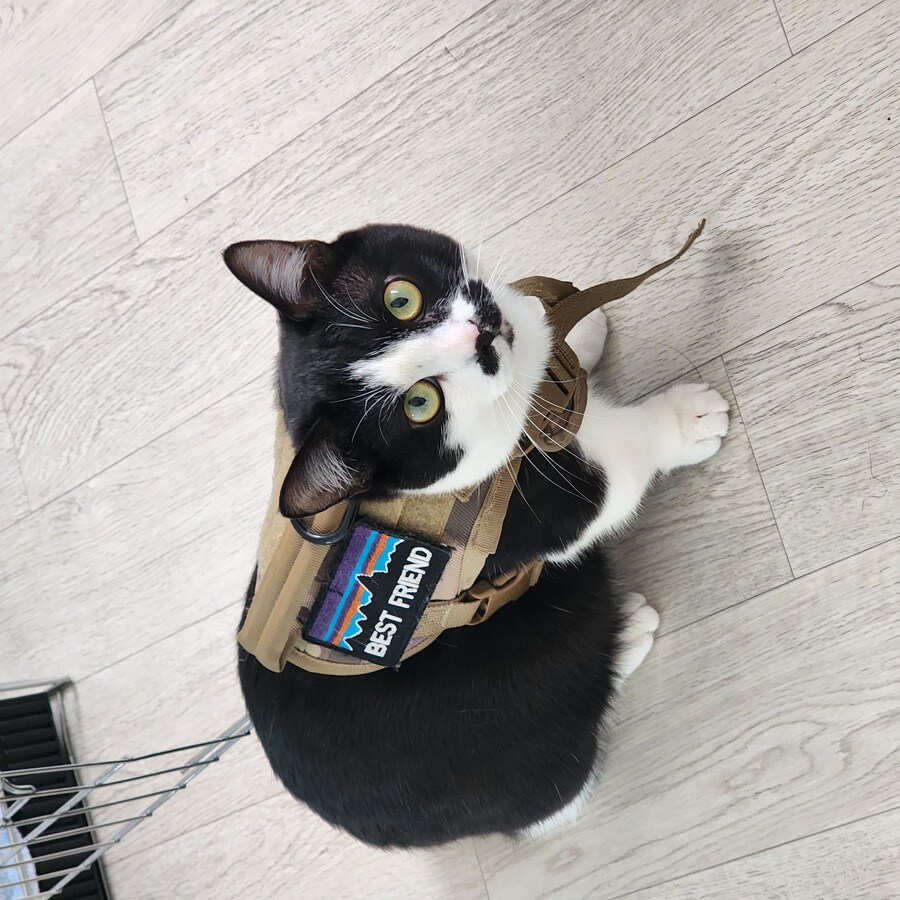 고양이 유치가안빠졌네?_10.jpg