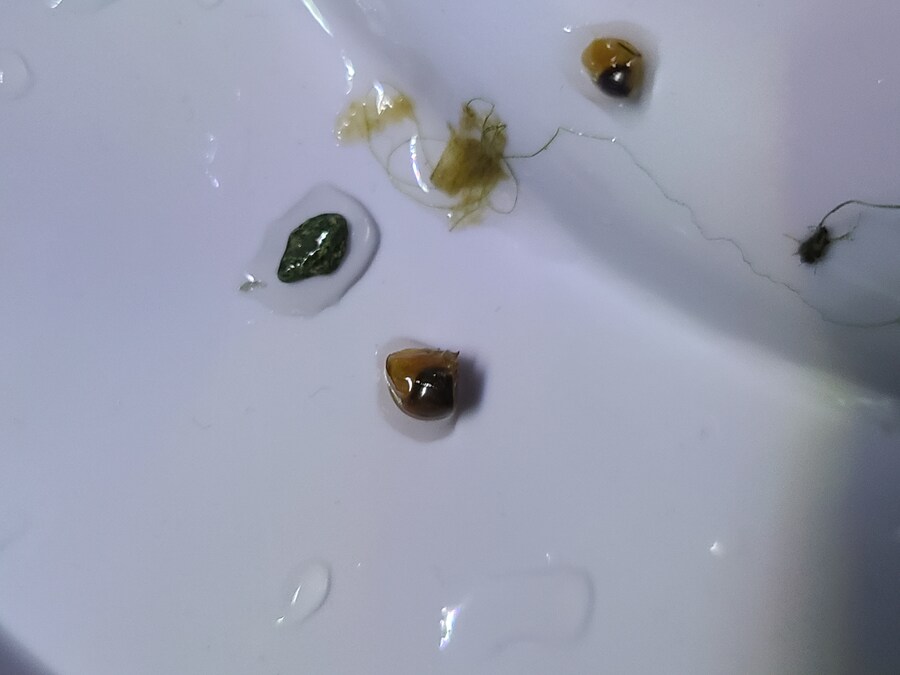 으아악 어항에 달팽이 떳다!!(어항 있는 친구들 도움ㅠㅠ)_1.jpg