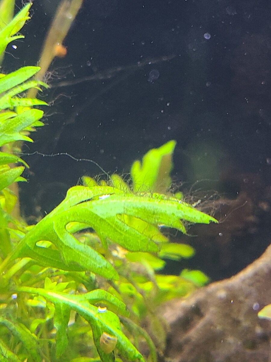 으아악 어항에 달팽이 떳다!!(어항 있는 친구들 도움ㅠㅠ)_2.jpg