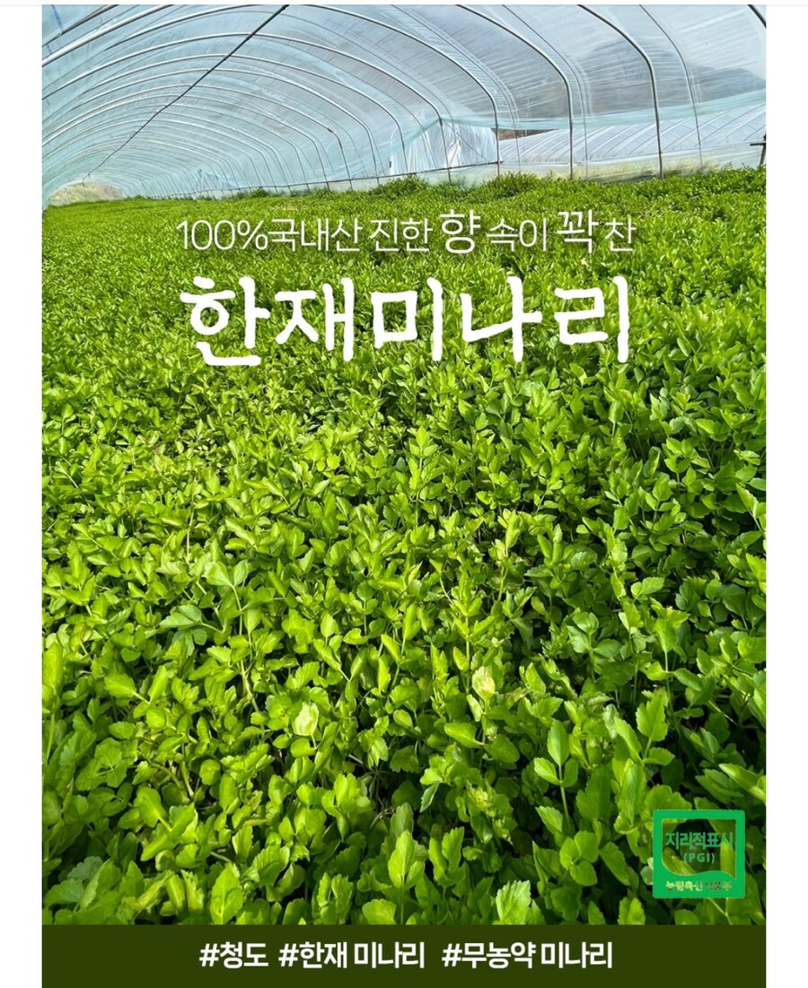 [네이버] 무농약 청도 한재미나리 최저가/13,900원 무배_3.jpg