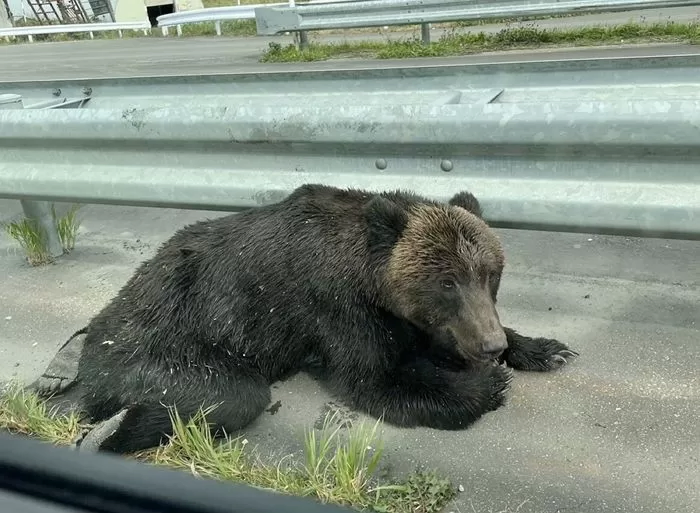 한국에는 없는 일본 토종 J길고양이_2.webp