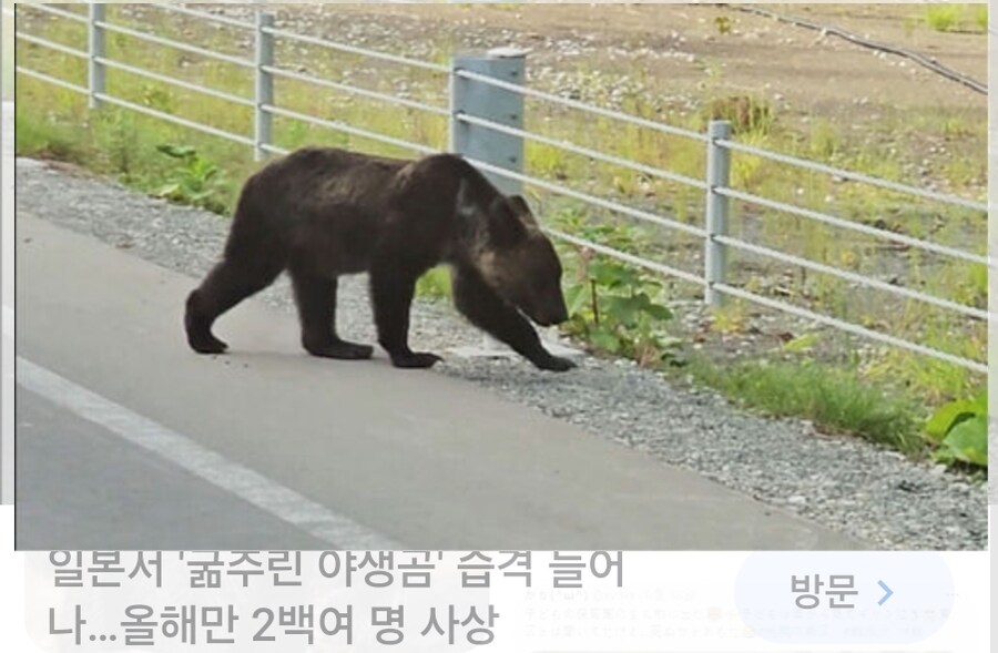 한국에는 없는 일본 토종 J길고양이_3.jpg