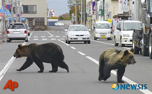 한국에는 없는 일본 토종 J길고양이_4.jpg